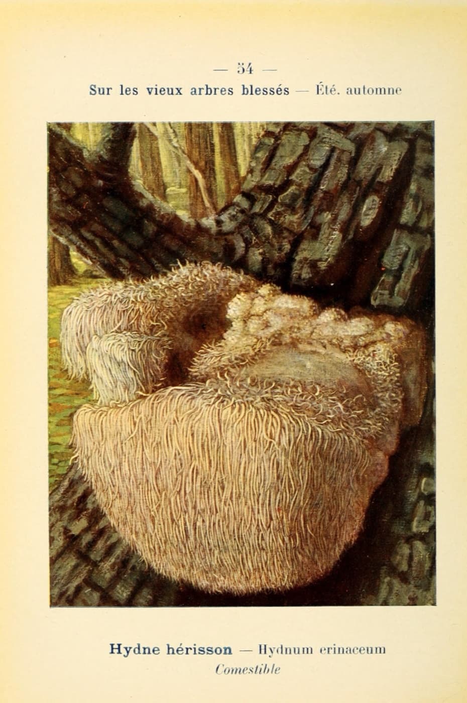 A lion’s mane mushroom, white and shaggy, growing from an old wounded tree. Colour plate from a French pocket atlas of mushrooms, 1912.