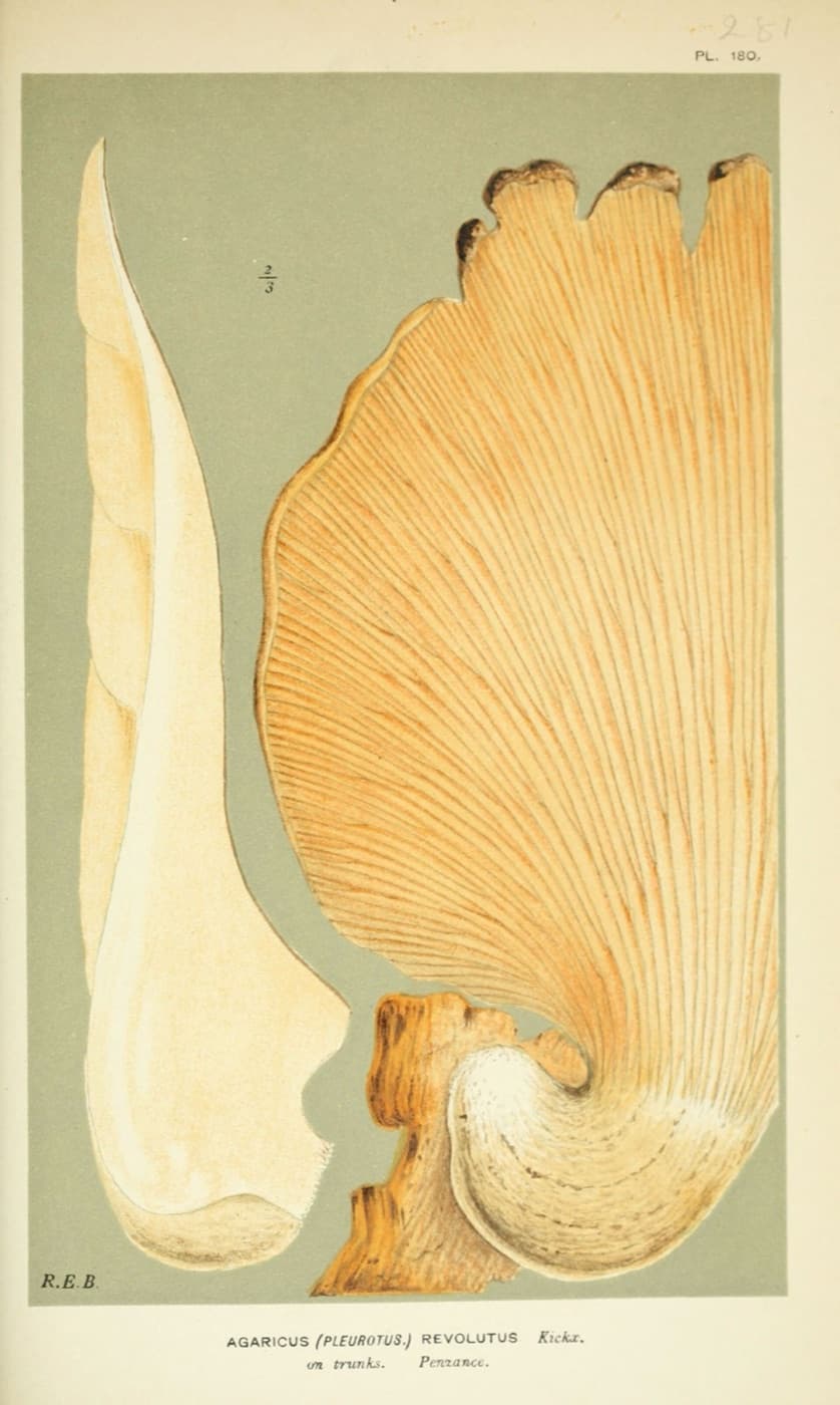 A pale fan-shaped Pleurotus mushroom seen from below, its gills spreading from the stem, beside a cut section. Colour plate from Illustrations of British Fungi, 1880s.